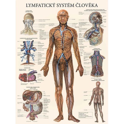 Vydavatelství Poznání Anatomický plakát - Lymfatický systém člověka 47 x 63 cm | CS, LA