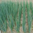 Cibuľa zimná Entita - Allium fistulosum L. - semená cibule - 150 ks