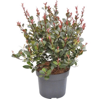 Červienka zakrpatená FloraSelf Photinia fraseri 'Little Red Robin' 40-60 cm kvetináč 6 l