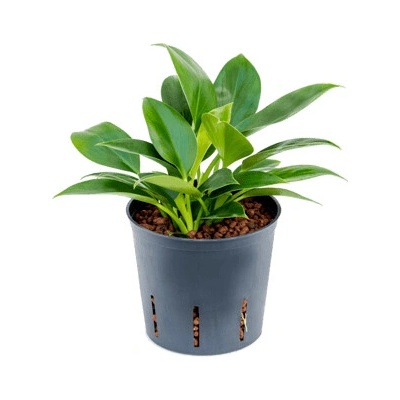 Philodendron Green Princesss hanger 13/12 výška 25 cm