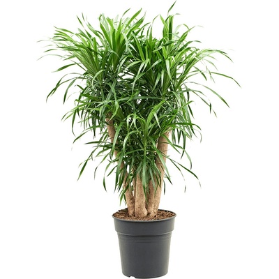 Pleomele (Dracaena) reflexa Anita 24x100 cm