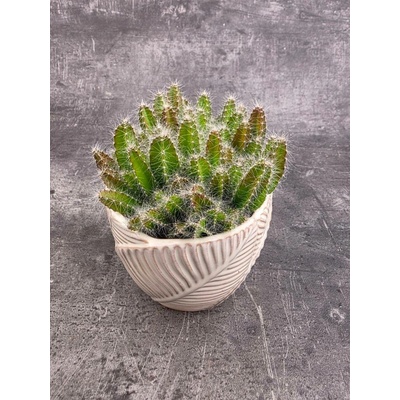 Hylocereus Undatus 10,5 cm (Pitahaya, Nebo také dračí ovoce)