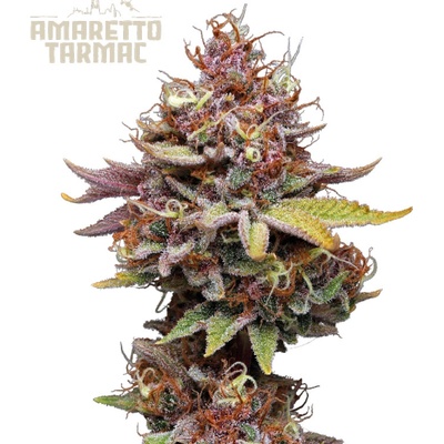 Seedstockers Superior Amaretto Tarmac semienka neobsahujú THC 3 ks