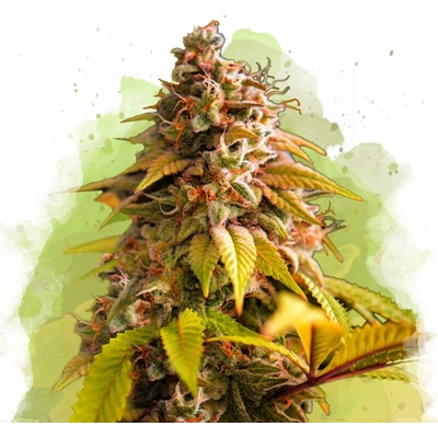 Nirvana Bubblelicious AUTO semienka neobsahujú THC 5 ks