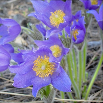 Koniklec alpinský Bells Violet - Pulsatilla alpina - semena - 20 ks