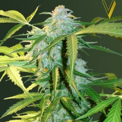 Victory Seeds AUTO Heaven semena neobsahují THC 5 ks