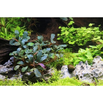 Bucephalandra Red Mini – Zboží Dáma