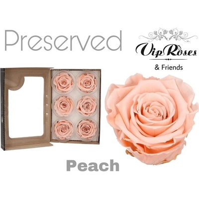 Стабилизирана вечна роза VIP Peach