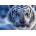 Dino - Puzzle White tiger - 1 000 piese