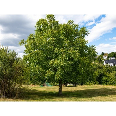 Orech kráľovský na 100-120 cm kmienku, výška 160-180 cm, kvetináč 10 l