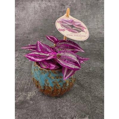 Tradescantia Fluminensi Pink Paradise mini (Voděnka s nádherným fialovým zbarvením)