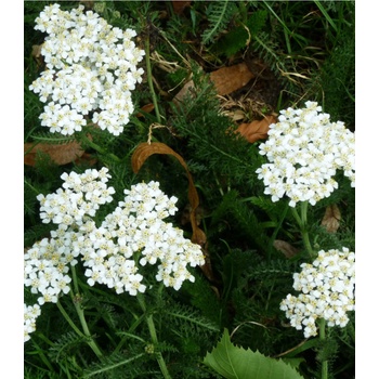 Řebříček obecný Yarrow - Achillea millefolium - semena řebříčku - 200 ks