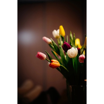 Obraz na plátne - Tulip