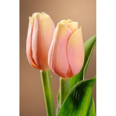 Paramit Umělý tulipán tmavě broskvový 40 cm