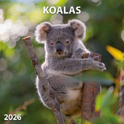 Koalas, 30 x 30 cm 2026