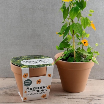 Radis et Capucine Тунбергия в теракотена саксия Антик 13см (pf140910)