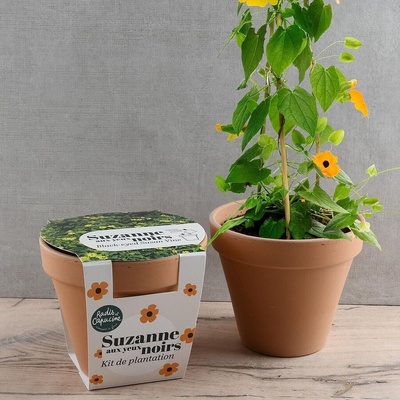 Radis et Capucine Тунбергия в теракотена саксия Антик 13см (pf140910)