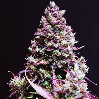 Sweet Seeds Cream Caramel Auto 100 ks Semená neobsahujú THC