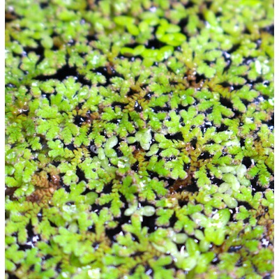 Azola karolínska - Azolla caroliniana