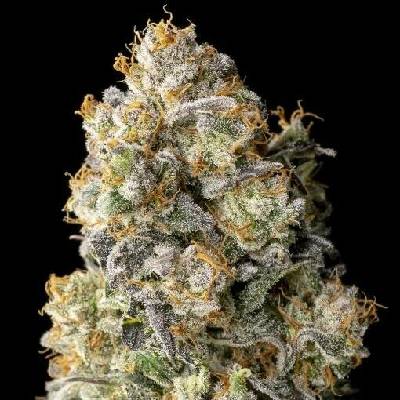 Advanced Seeds Acai Mintz semena neobsahují THC 3 ks