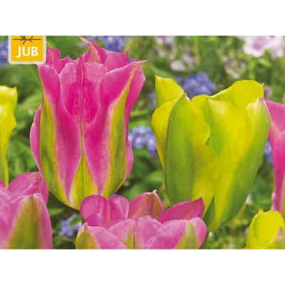 Tulipán Strawberry Lemonade 12 ks v balení