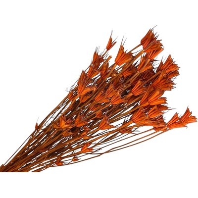 Sušené kvety Černuška - Nigella orientalis 100g - oranžová