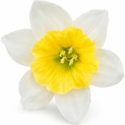 Umelý narcis bledožltý 12 cm