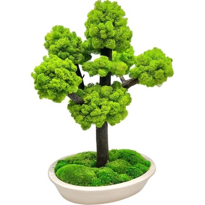 Bonsai v truhlíku