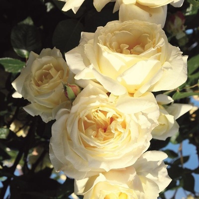 Tantau® Катерлива Роза Elfe® (Stockholm / L`Alcazar)