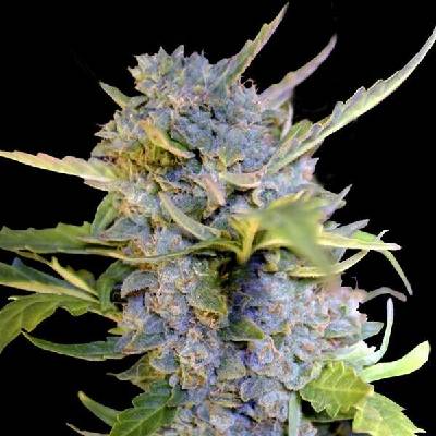 G13 Labs Seeds AUTO Fro-Yo semena neobsahují THC 5 ks