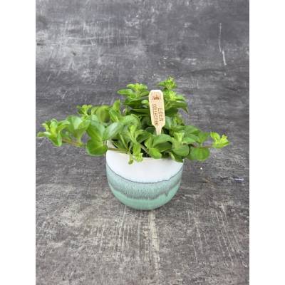 Peperomia Rotundifolia mini
