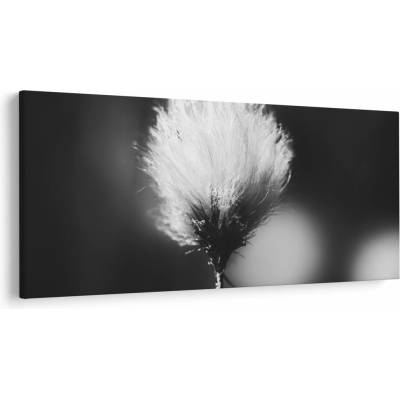 Obraz - Čiernobiely cottongrass, jednodielne 200x100 cm