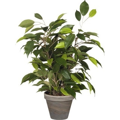 Umělá rostlina Fikus, 40 cm, zelená 930307