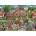 Ravensburger - Puzzle Village life - 1 000 piese
