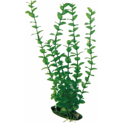 Amtra Rotala 12 cm