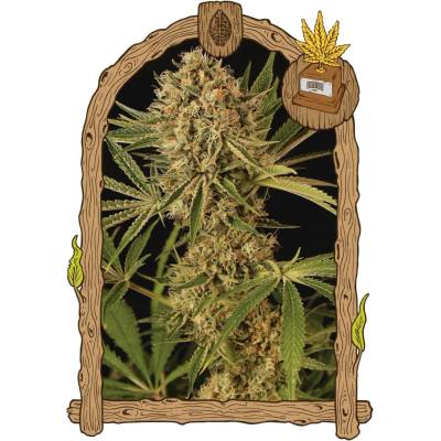 Exotic Seeds Herz OG semena neobsahují THC 5 ks