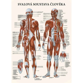 Vydavatelství Poznání Anatomický plakát - Svalová soustava člověka 47 x 63 cm