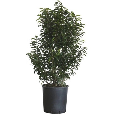 Bobkovišeň portugalská FloraSelf Prunus lusitanica 'Angustifolia' 100-125 cm květináč 25 l