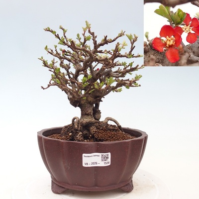 e-bonsai Venkovní bonsai - Chaneomeles speciosa - Kdoulovec ozdobný
