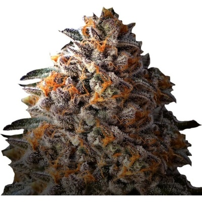 Growers Choice Bruce Banner semena neobsahují THC 5 ks
