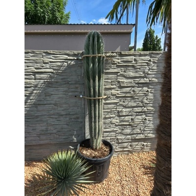Pachycereus pringlei – gigantický mexický kaktus