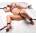 Frisky Hold Me Under Bed Restraint System