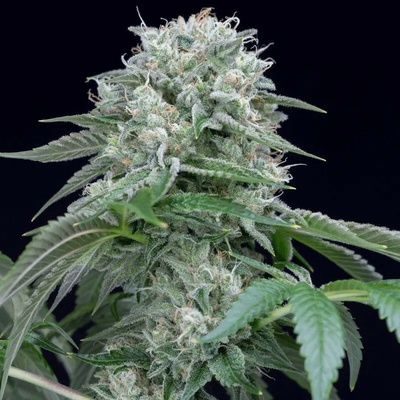 StarfireSilent Seeds OG semienka neobsahujú THC 3 ks