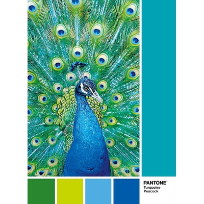 Clementoni Pantone Modrý páv 39495 1000 dílků