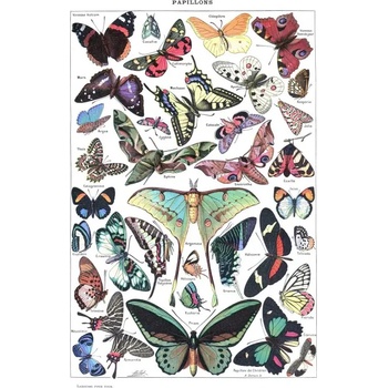 Grafika - Puzzle Illustration from Larousse pour Tous : Butterflies - 1 000 piese