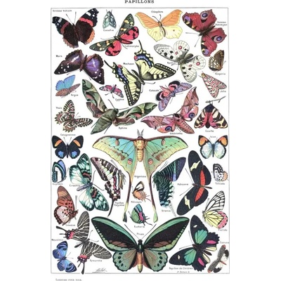 Grafika - Puzzle Illustration from Larousse pour Tous : Butterflies - 1 000 piese