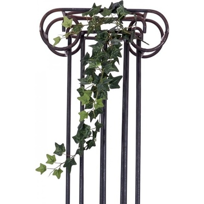 Divoký břečťan trs střední, 70 cm