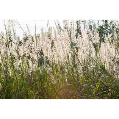 DIMEX ART Флизелинов фототапет цветяща трева 375 x 250 см