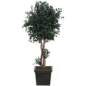 Populus crown 240 cm