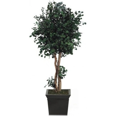 Populus crown 130 cm